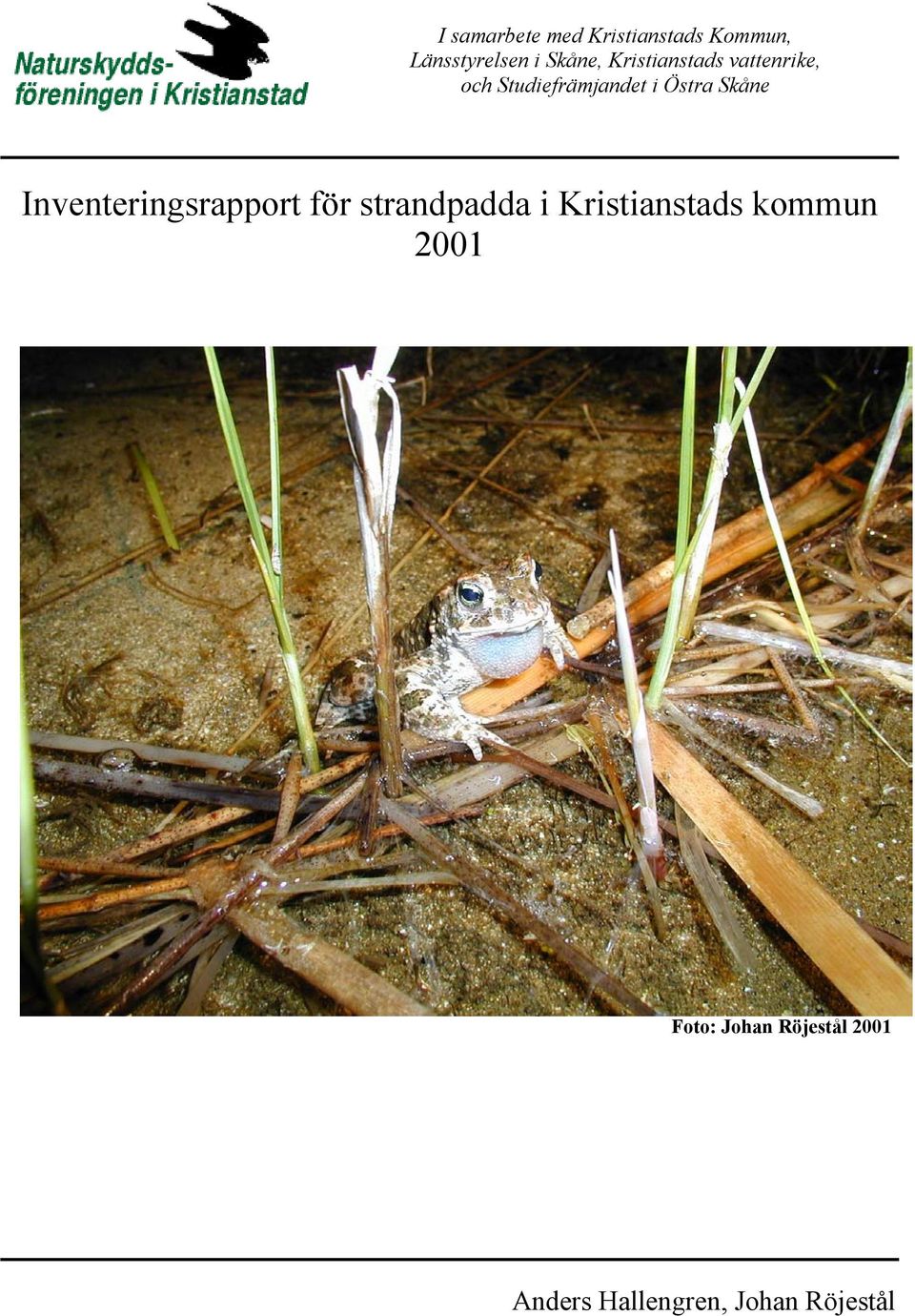 Inventeringsrapport för strandpadda i Kristianstads kommun