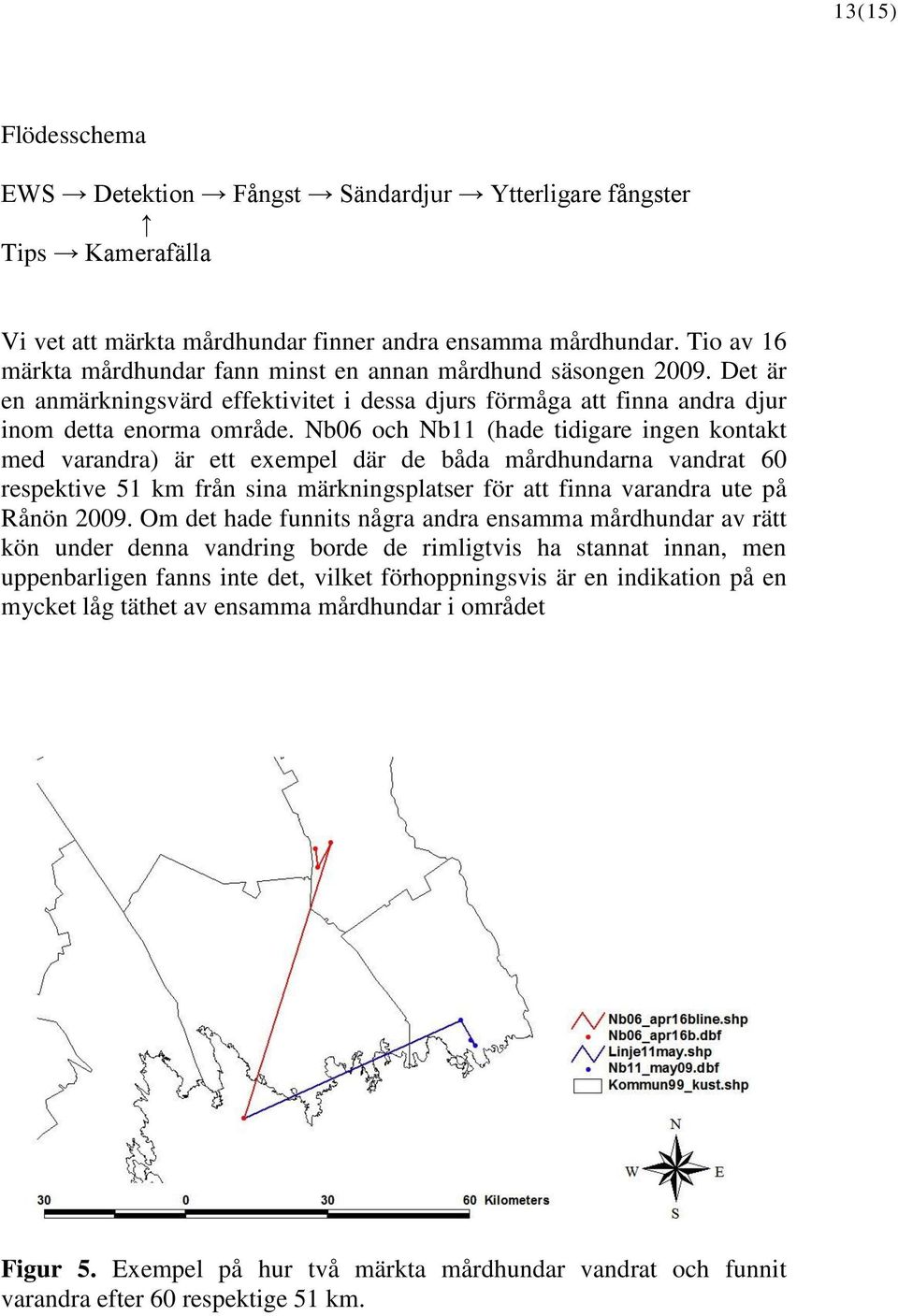 Nb06 och Nb11 (hade tidigare ingen kontakt med varandra) är ett exempel där de båda mårdhundarna vandrat 60 respektive 51 km från sina märkningsplatser för att finna varandra ute på Rånön 2009.