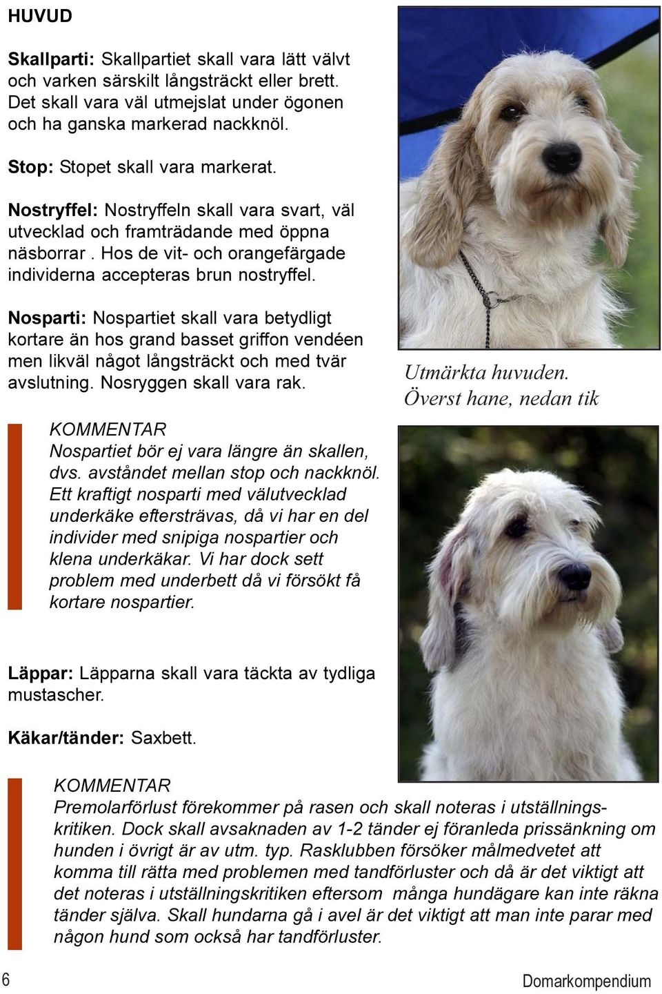 Nosparti: Nospartiet skall vara betydligt kortare än hos grand basset griffon vendéen men likväl något långsträckt och med tvär avslutning. Nosryggen skall vara rak.