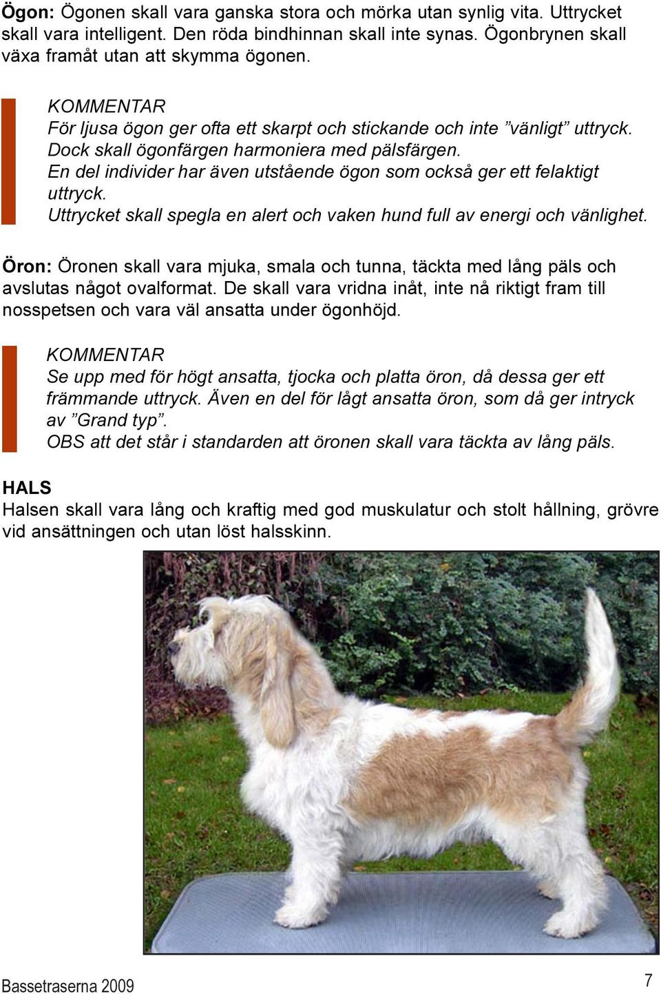 En del individer har även utstående ögon som också ger ett felaktigt uttryck. Uttrycket skall spegla en alert och vaken hund full av energi och vänlighet.