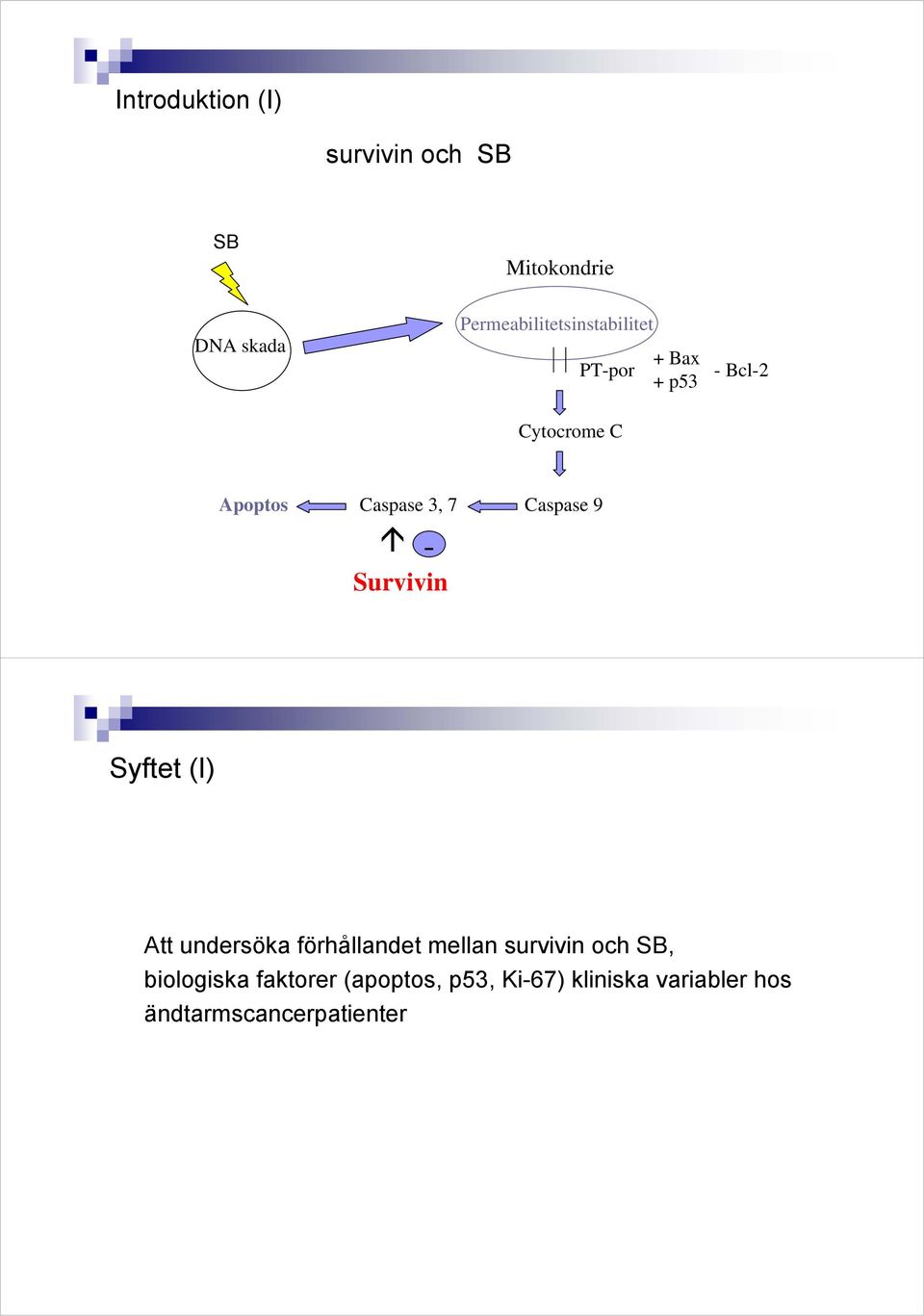 Caspase 3, 7 - Survivin Caspase 9 Syftet (I) Att undersöka förhållandet mellan