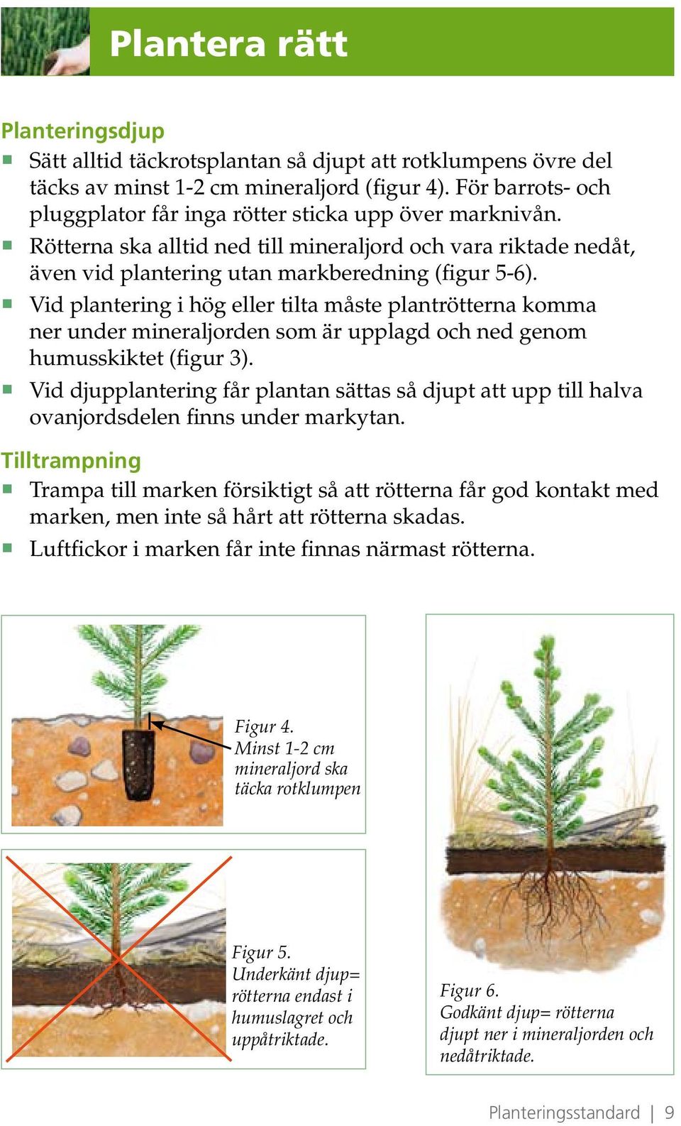 Vid plantering i hög eller tilta måste plantrötterna komma ner under mineraljorden som är upplagd och ned genom humusskiktet (figur 3).