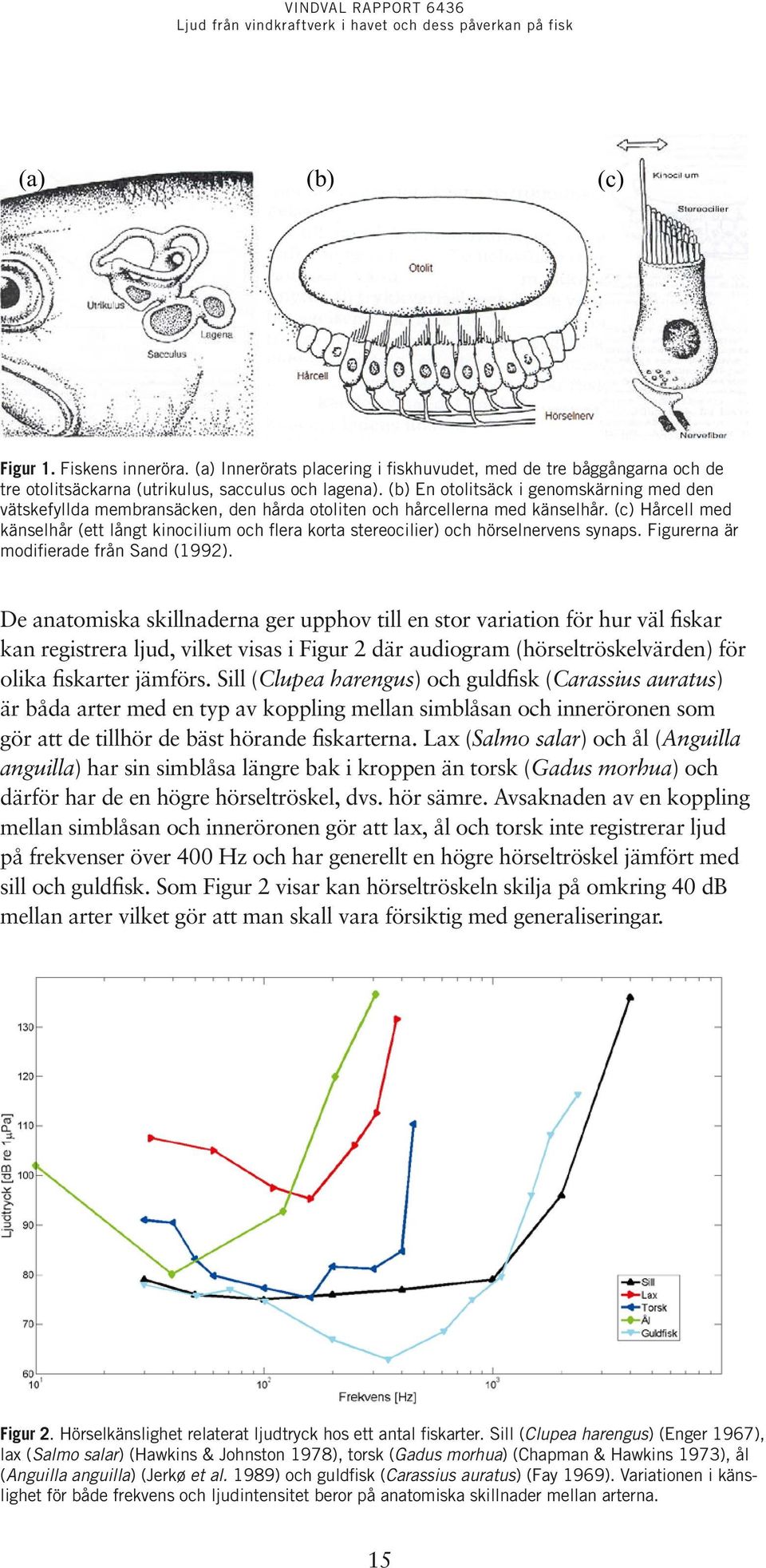 (c) Hårcell med känselhår (ett långt kinocilium och flera korta stereocilier) och hörselnervens synaps. Figurerna är modifierade från Sand (1992).