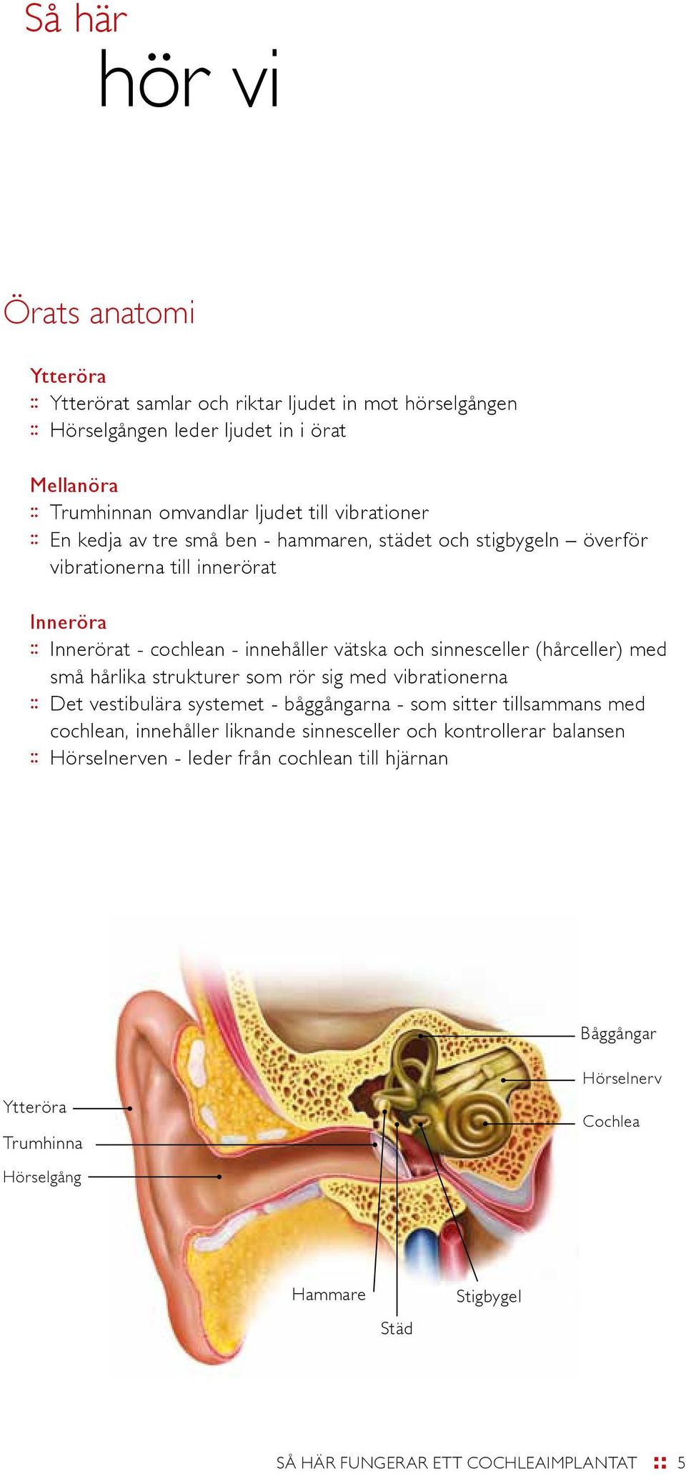 (hårceller) med små hårlika strukturer som rör sig med vibrationerna :: Det vestibulära systemet - båggångarna - som sitter tillsammans med cochlean, innehåller liknande sinnesceller