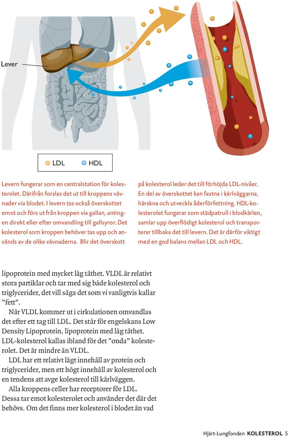 Det kolesterol som kroppen behöver tas upp och används av de olika vävnaderna. Blir det överskott på kolesterol leder det till förhöjda LDL-nivåer.