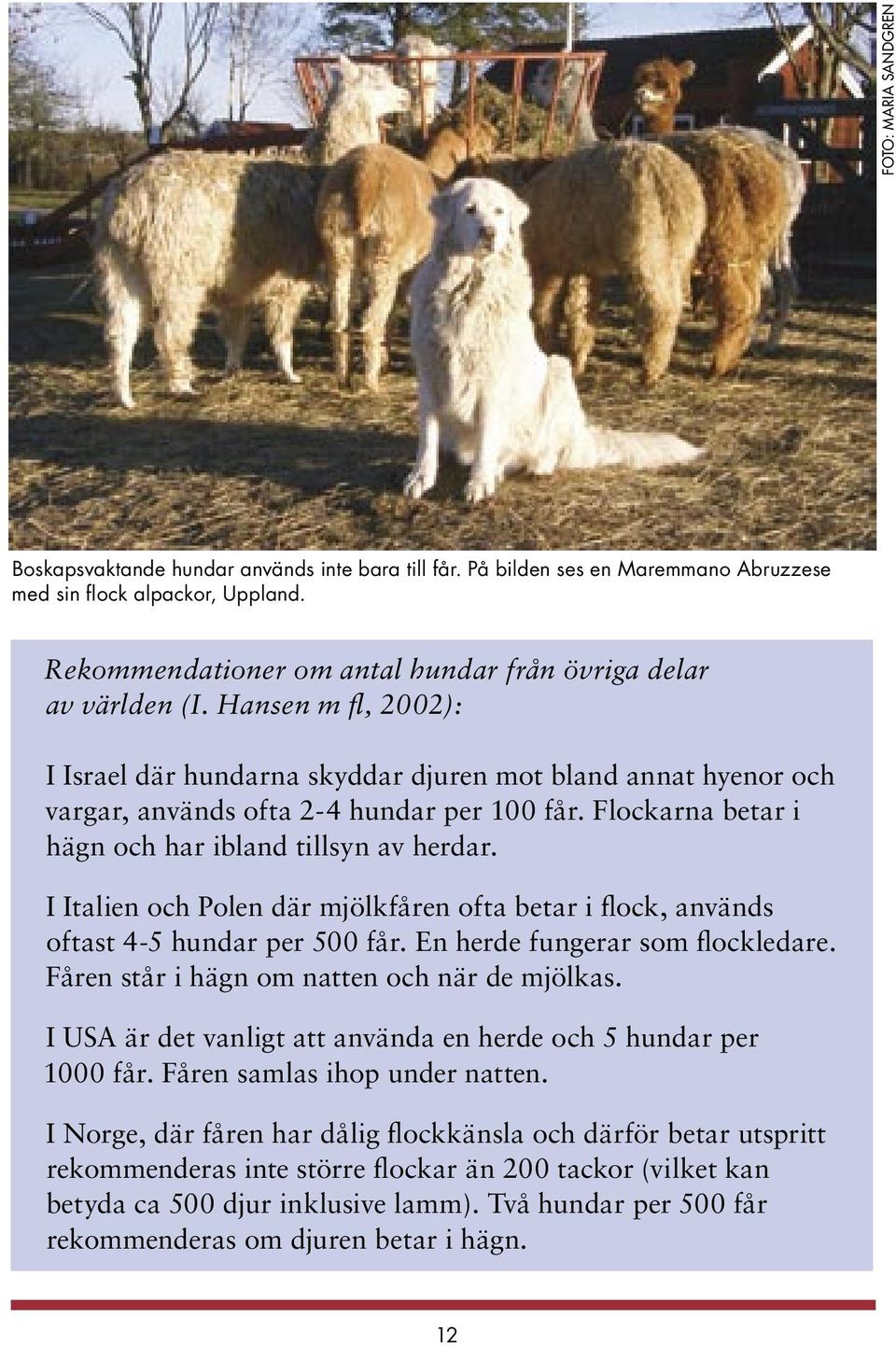 Flockarna betar i hägn och har ibland tillsyn av herdar. I Italien och Polen där mjölkfåren ofta betar i flock, används oftast 4-5 hundar per 500 får. En herde fungerar som flockledare.