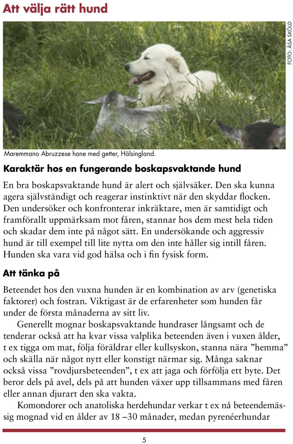 Den undersöker och konfronterar inkräktare, men är samtidigt och framförallt uppmärksam mot fåren, stannar hos dem mest hela tiden och skadar dem inte på något sätt.