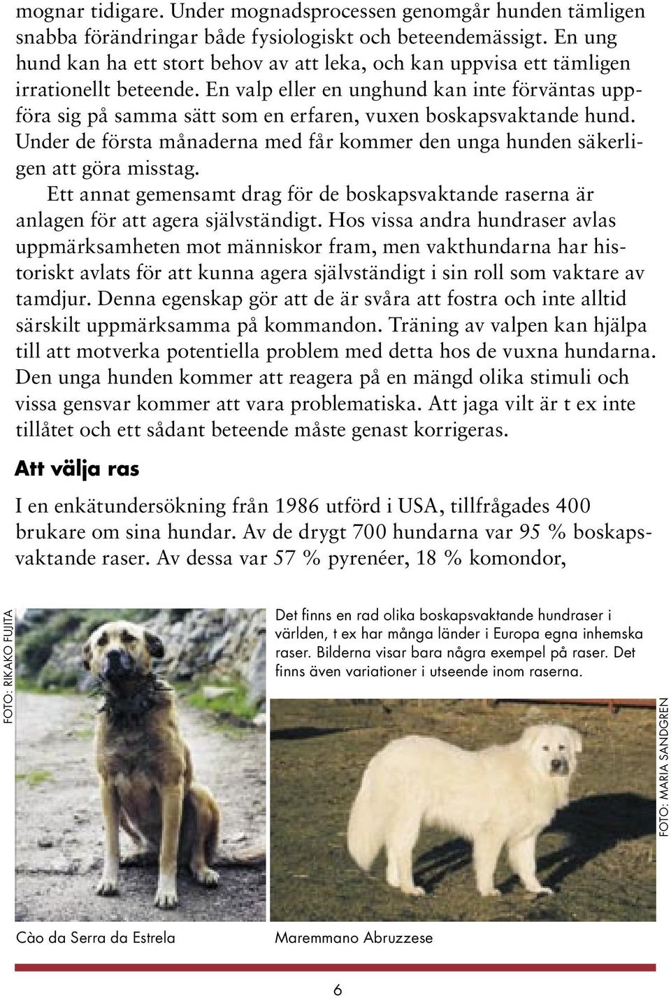 En valp eller en unghund kan inte förväntas uppföra sig på samma sätt som en erfaren, vuxen boskapsvaktande hund. Under de första månaderna med får kommer den unga hunden säkerligen att göra misstag.