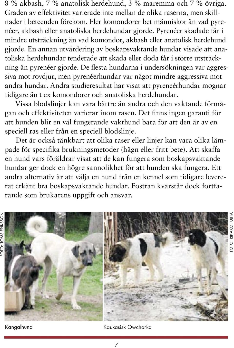 En annan utvärdering av boskapsvaktande hundar visade att anatoliska herdehundar tenderade att skada eller döda får i större utsträckning än pyrenéer gjorde.