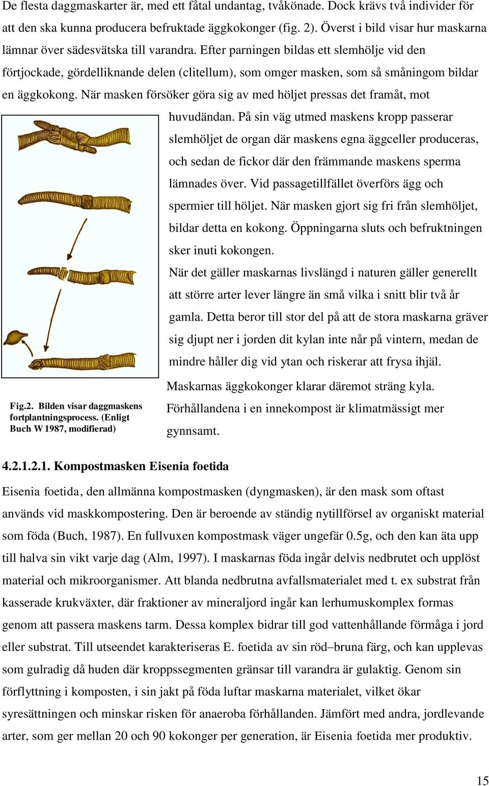 Efter parningen bildas ett slemhölje vid den förtjockade, gördelliknande delen (clitellum), som omger masken, som så småningom bildar en äggkokong.