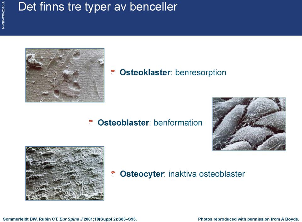 inaktiva osteoblaster Sommerfeldt DW, Rubin CT.