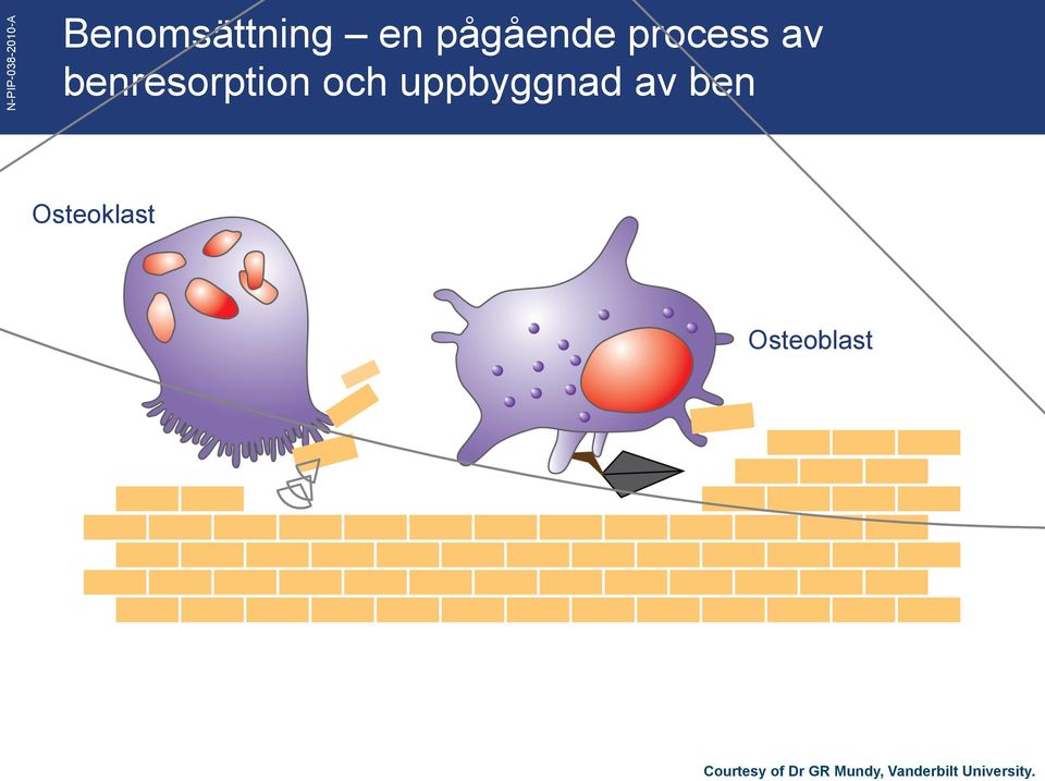 ben Osteoklast Osteoblast Courtesy