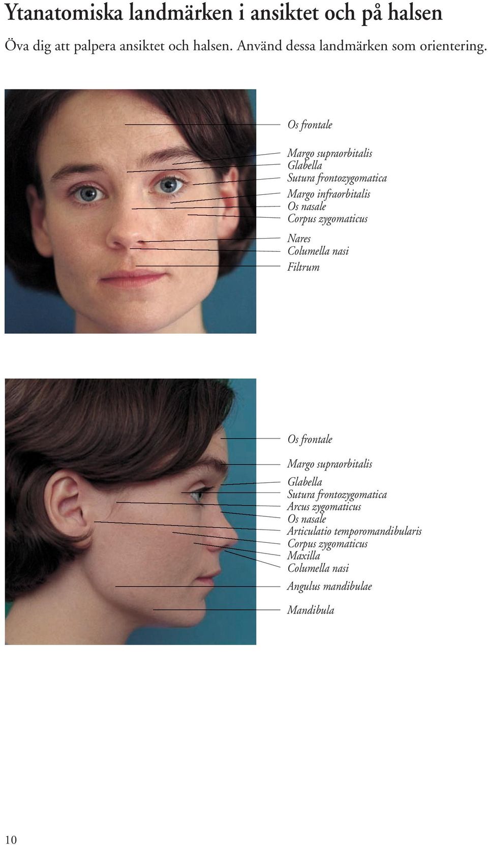 Os frontale Margo supraorbitalis Glabella Sutura frontozygomatica Margo infraorbitalis Os nasale Corpus zygomaticus