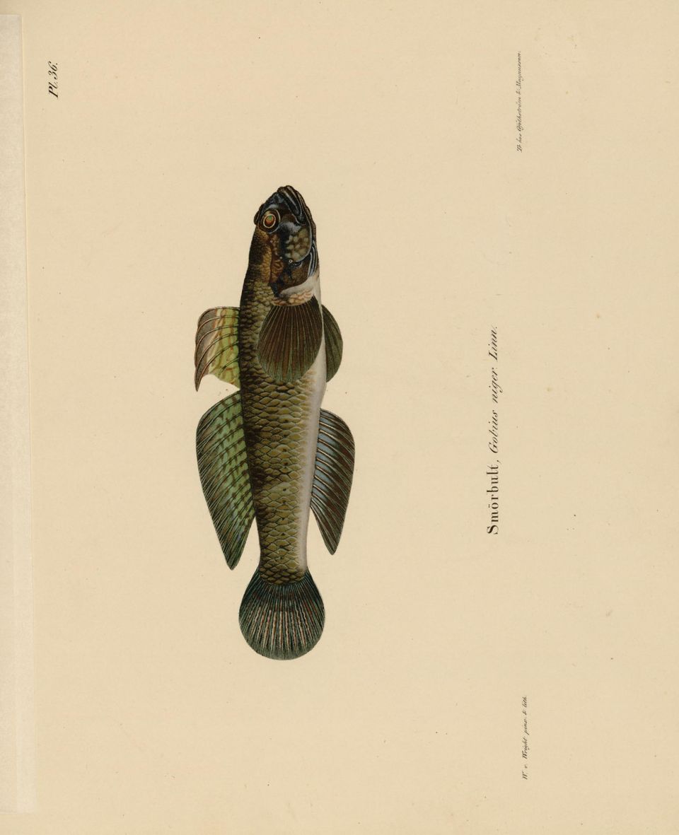 Gobius