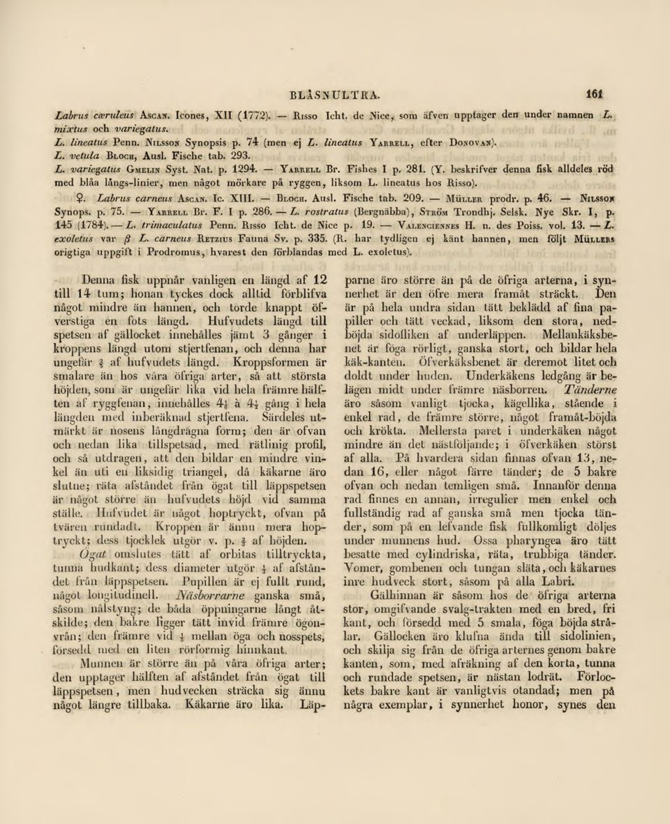 beskrifver denna fisk alldeles röd med blåa långs-linier, men något mörkare på ryggen, liksom L. lineatus hos Risso).?. Labrus carneus Ascas. Ic. XIII. Bloch. Ausl. Fische tab. 209. Muller prodr. p. 46.