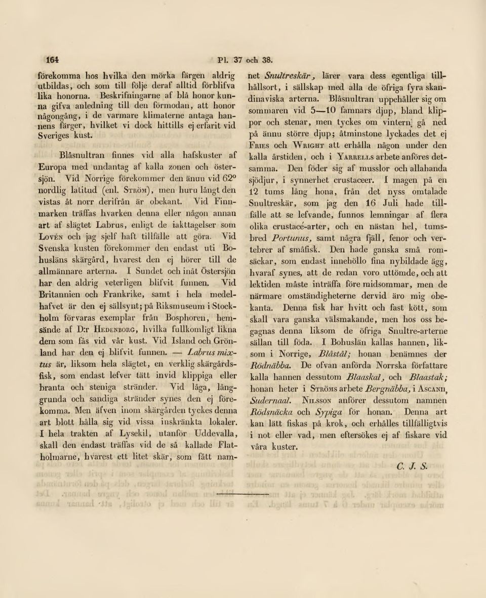 Blåsnultran finnes vid alla hafskuster af Europa med undantag af kalla zonen och östersjön. Vid Norrige förekommer den änuu vid 62 nordlig latitud (enl.