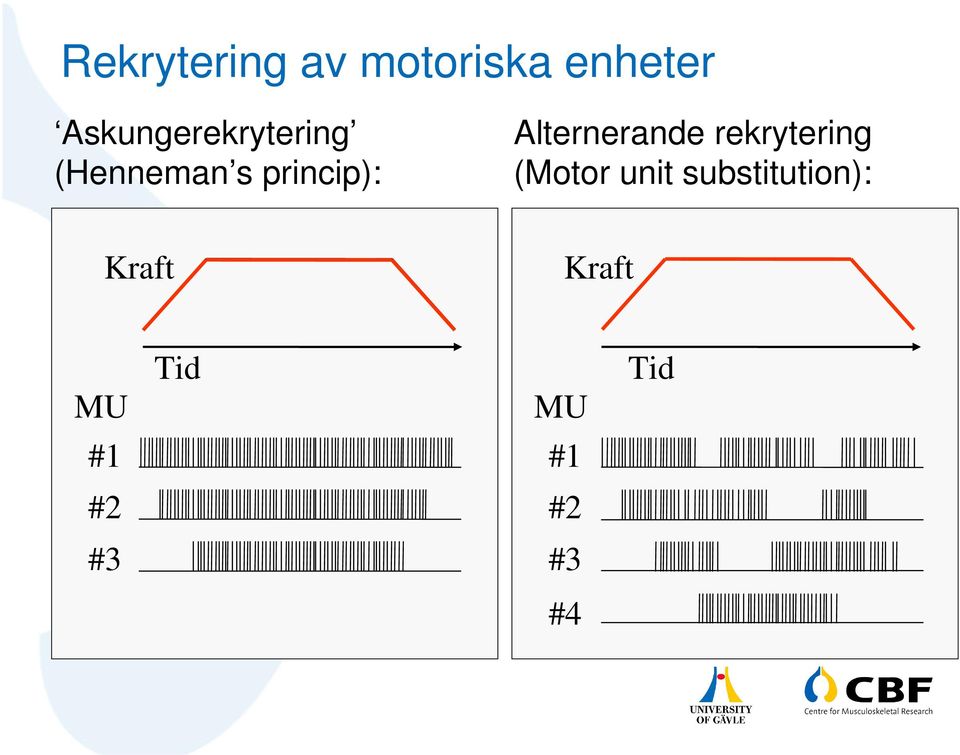 Alternerande rekrytering (Motor unit