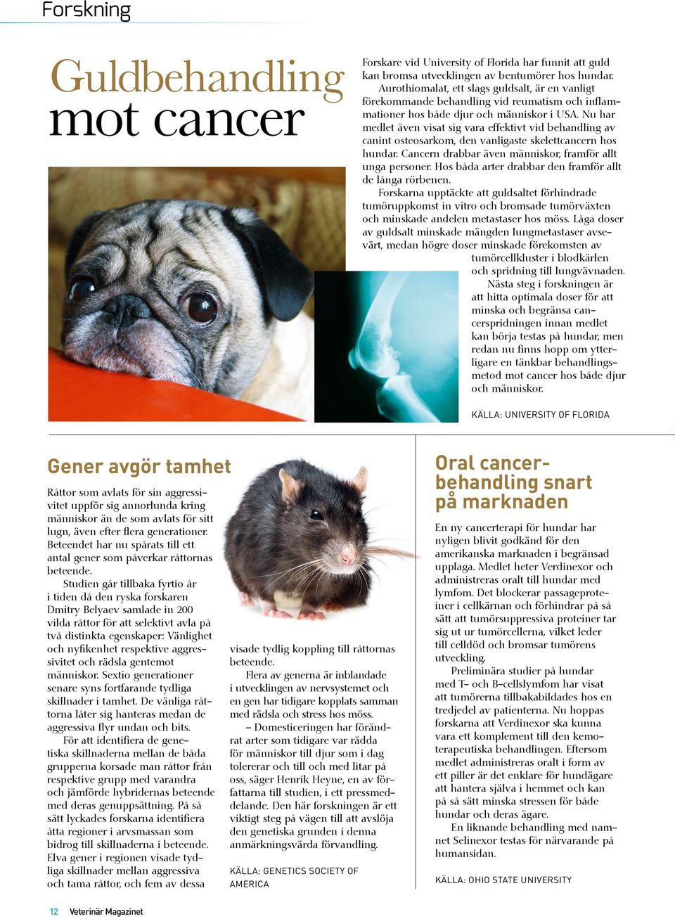 Nu har medlet även visat sig vara effektivt vid behandling av canint osteosarkom, den vanligaste skelettcancern hos hundar. Cancern drabbar även människor, framför allt unga personer.