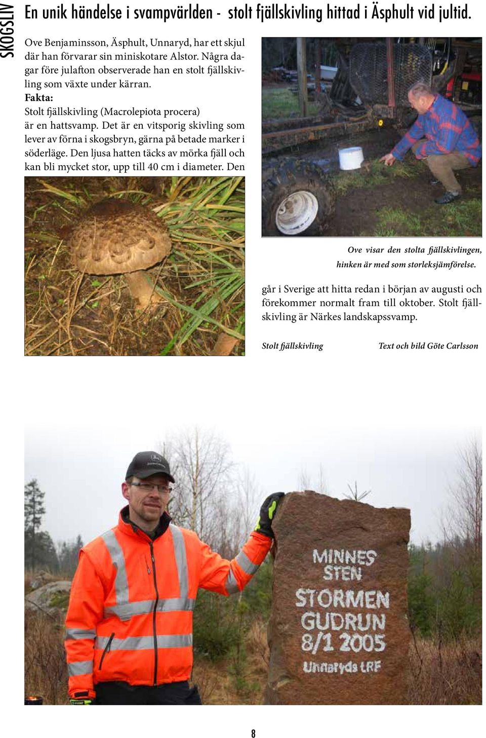 Det är en vitsporig skivling som lever av förna i skogsbryn, gärna på betade marker i söderläge. Den ljusa hatten täcks av mörka fjäll och kan bli mycket stor, upp till 40 cm i diameter.