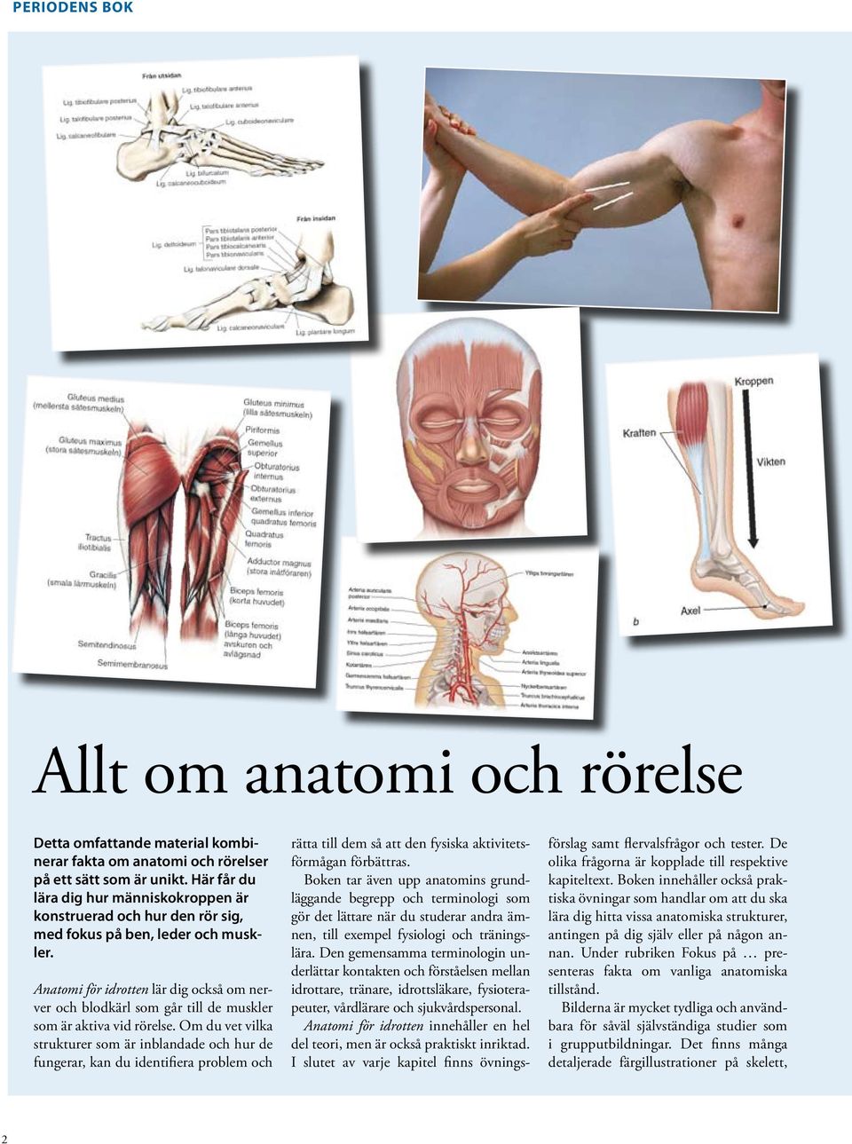 Anatomi för idrotten lär dig också om nerver och blodkärl som går till de muskler som är aktiva vid rörelse.