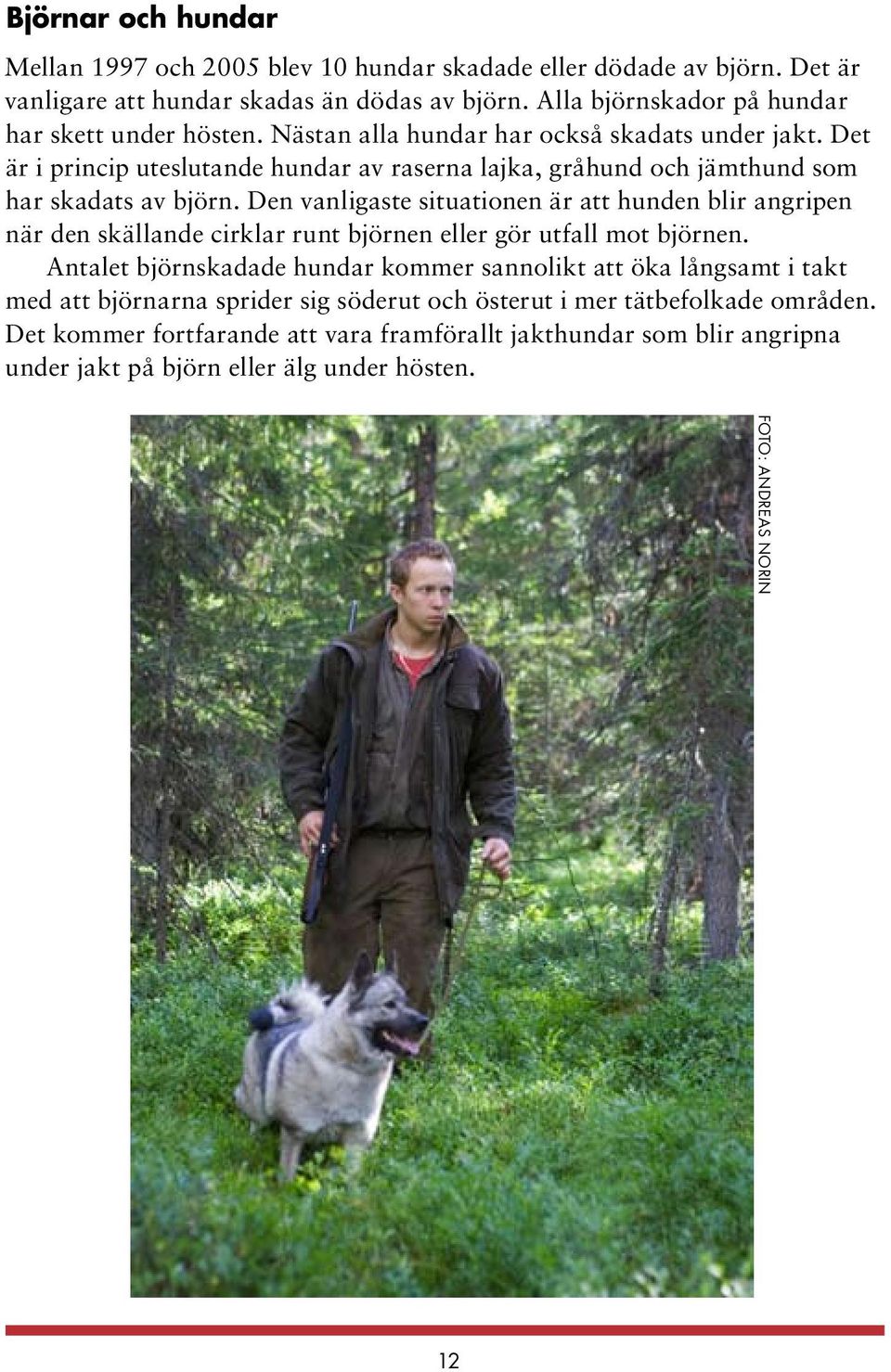 Det är i princip uteslutande hundar av raserna lajka, gråhund och jämthund som har skadats av björn.