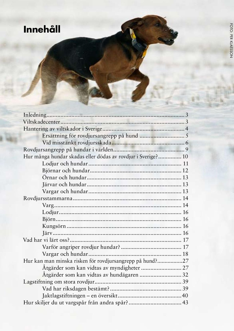 .. 13 Vargar och hundar... 13 Rovdjursstammarna... 14 Varg... 14 Lodjur... 16 Björn... 16 Kungsörn... 16 Järv... 16 Vad har vi lärt oss?... 17 Varför angriper rovdjur hundar?... 17 Vargar och hundar.