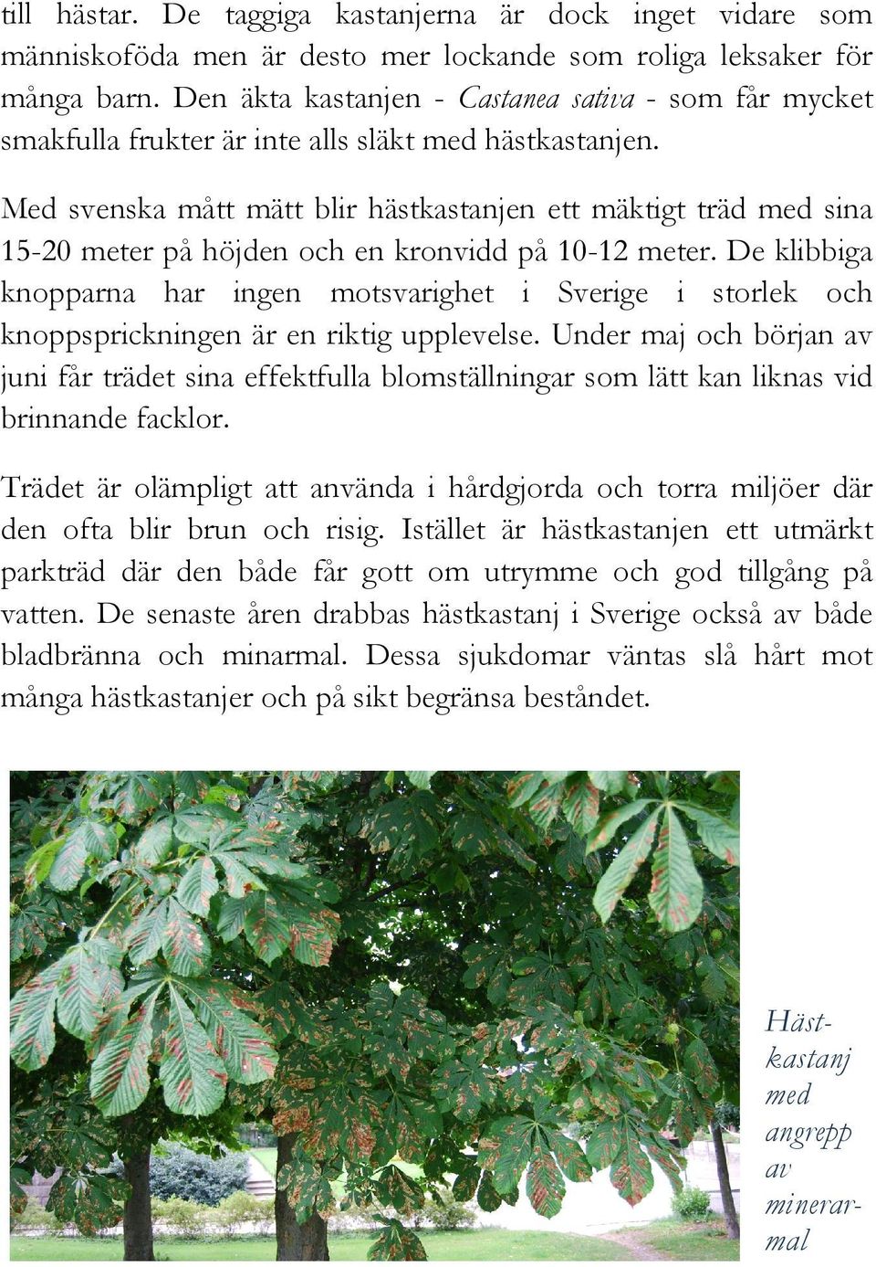 Med svenska mått mätt blir hästkastanjen ett mäktigt träd med sina 15-20 meter på höjden och en kronvidd på 10-12 meter.