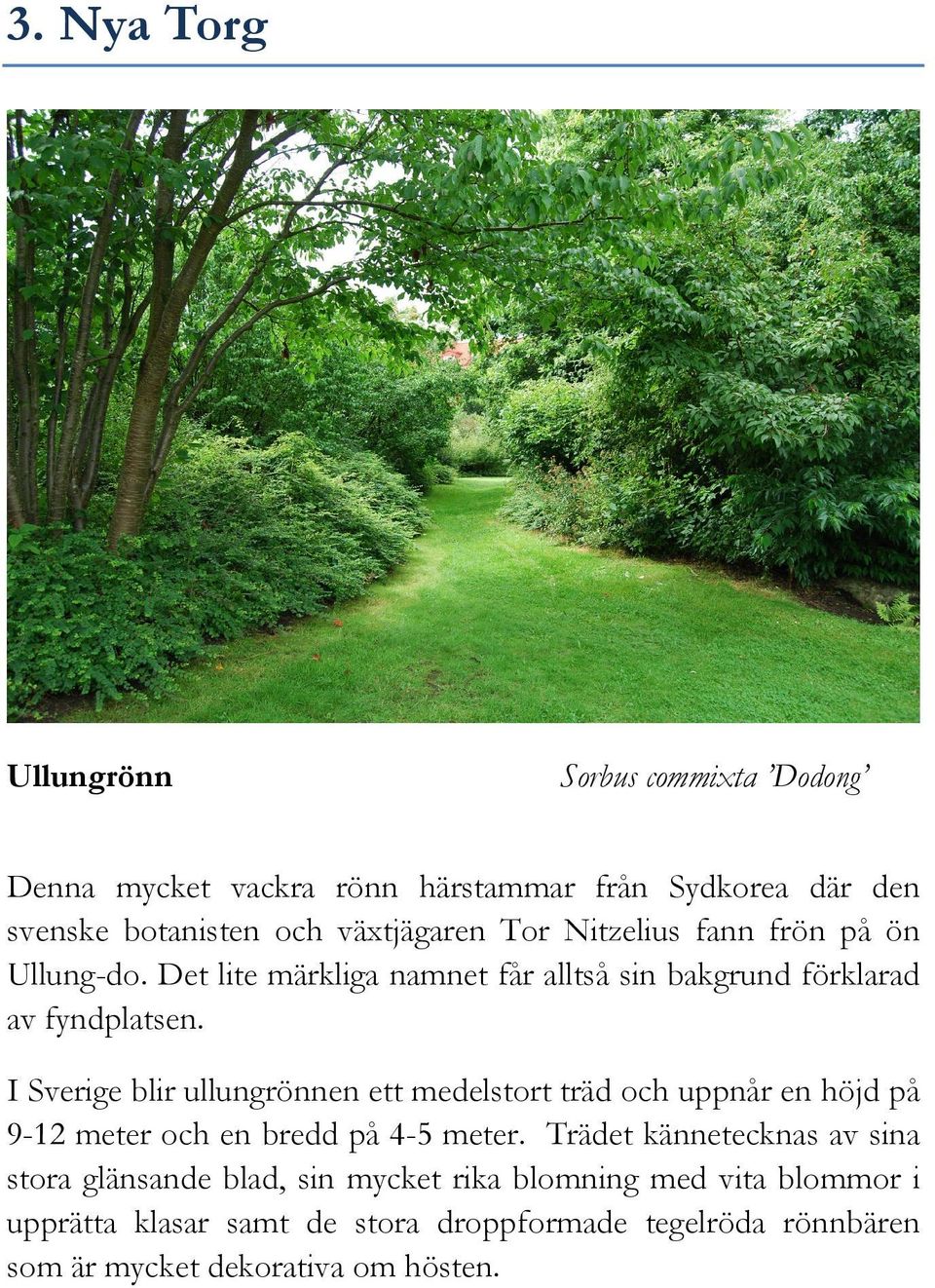 I Sverige blir ullungrönnen ett medelstort träd och uppnår en höjd på 9-12 meter och en bredd på 4-5 meter.