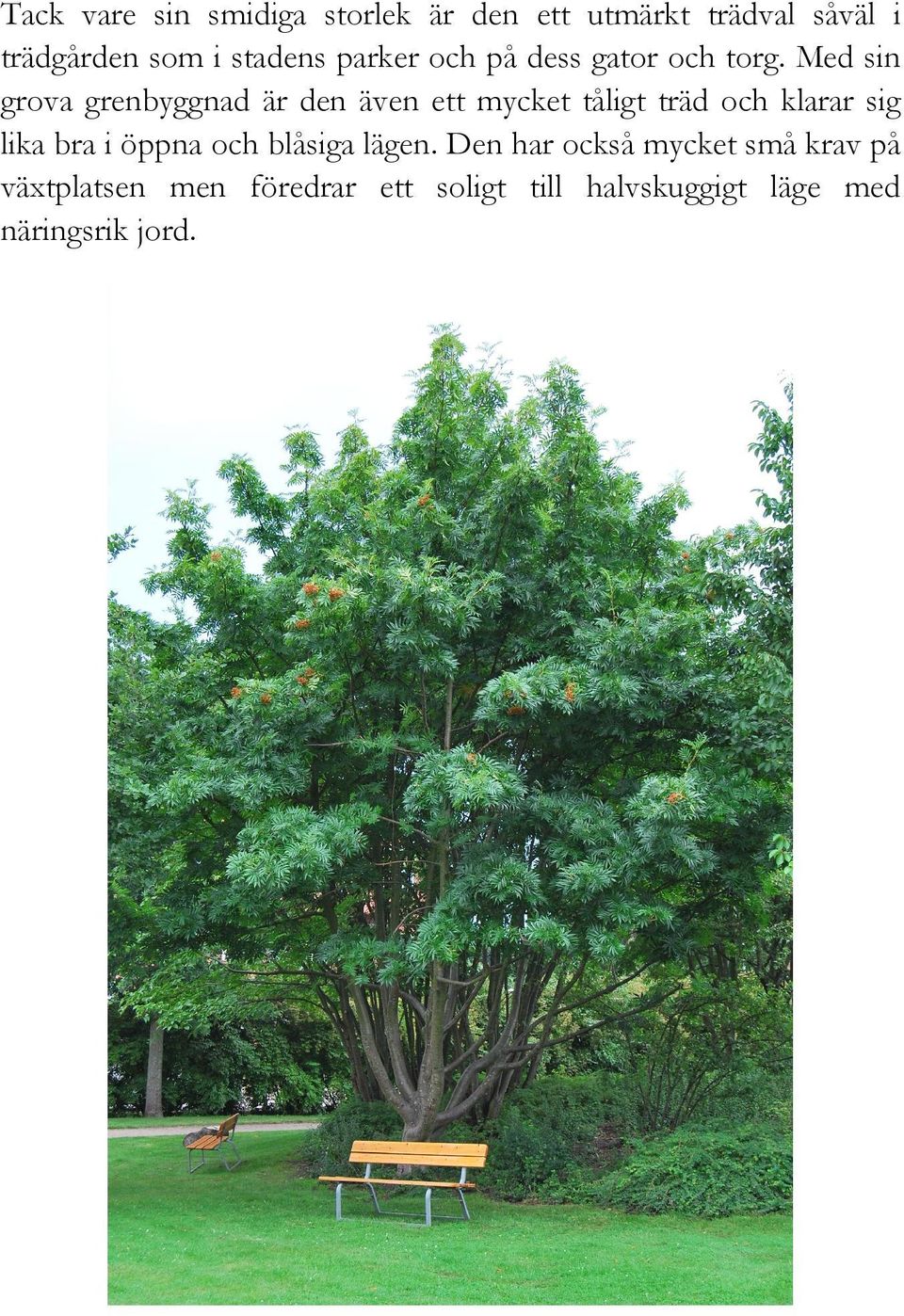 Med sin grova grenbyggnad är den även ett mycket tåligt träd och klarar sig lika bra i