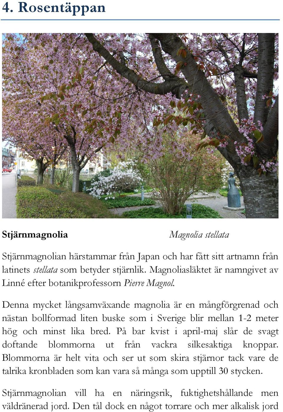 Denna mycket långsamväxande magnolia är en mångförgrenad och nästan bollformad liten buske som i Sverige blir mellan 1-2 meter hög och minst lika bred.