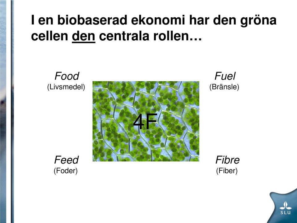 rollen Food (Livsmedel) Fuel