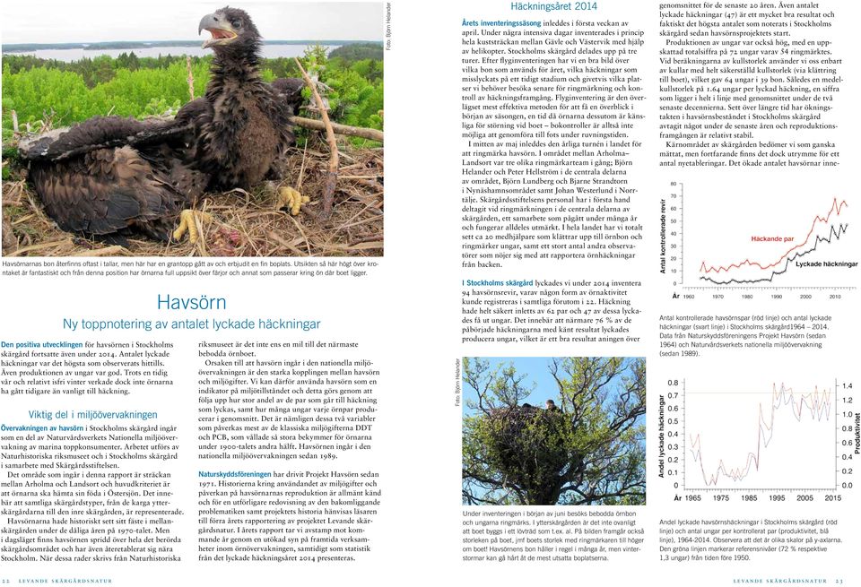 Havsörn Ny toppnotering av antalet lyckade häckningar Den positiva utvecklingen för havsörnen i Stockholms skärgård fortsatte även under 2014.