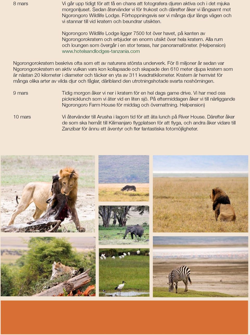 Ngorongoro Wildlife Lodge ligger 7500 fot över havet, på kanten av Ngorongorokratern och erbjuder en enorm utsikt över hela kratern.