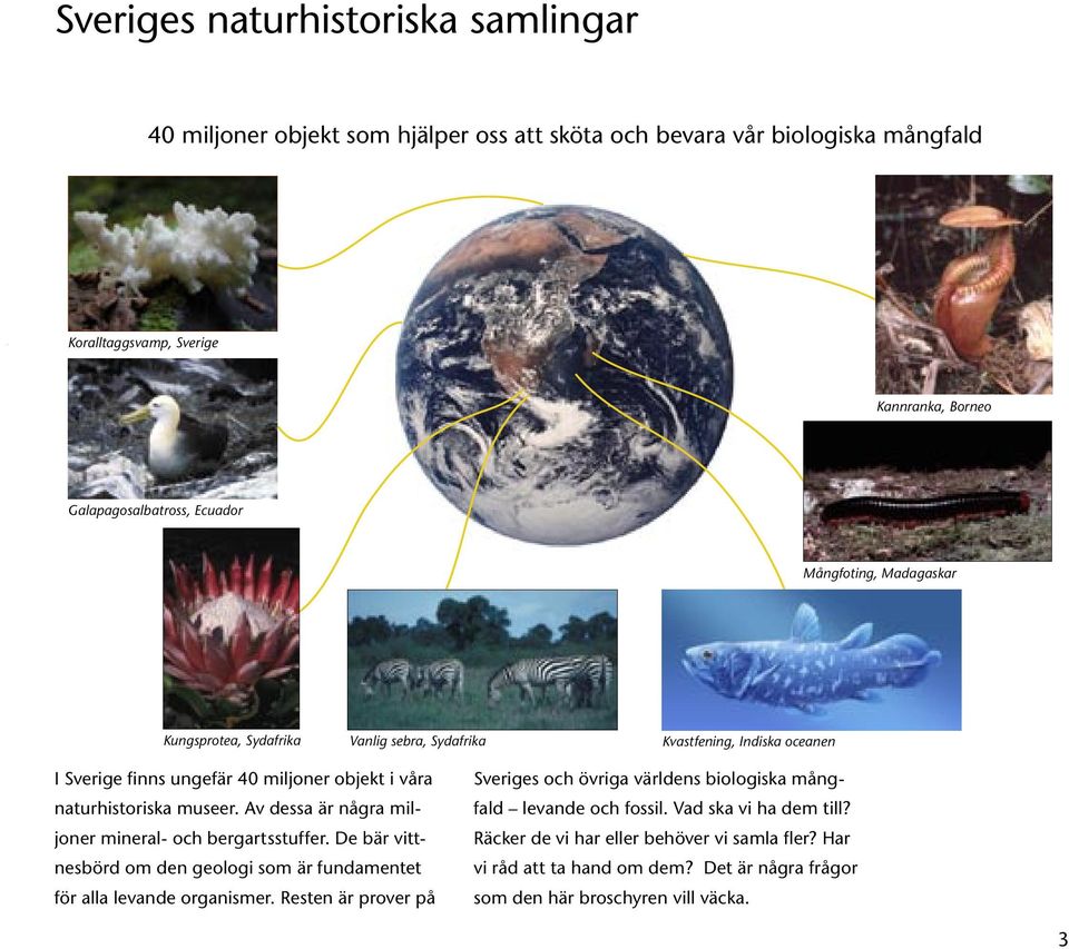 Av dessa är några miljoner mineral- och bergartsstuffer. De bär vittnesbörd om den geologi som är fundamentet för alla levande organismer.