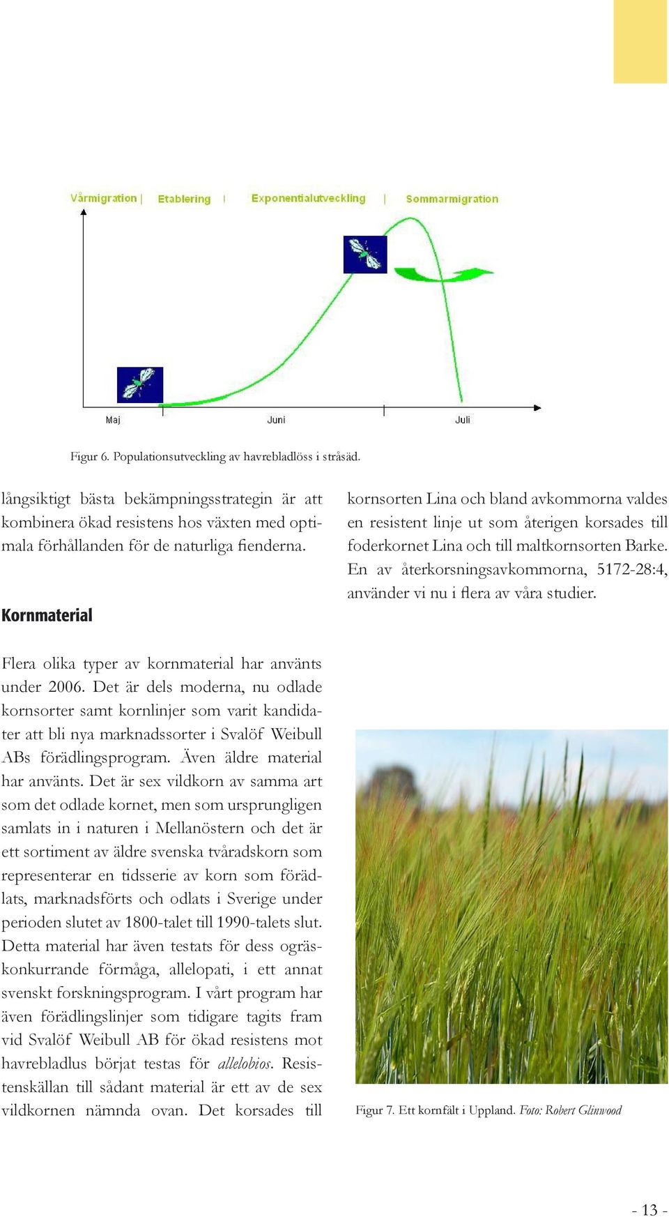 Det är dels moderna, nu odlade kornsorter samt kornlinjer som varit kandidater att bli nya marknadssorter i Svalöf Weibull ABs förädlingsprogram. Även äldre material har använts.