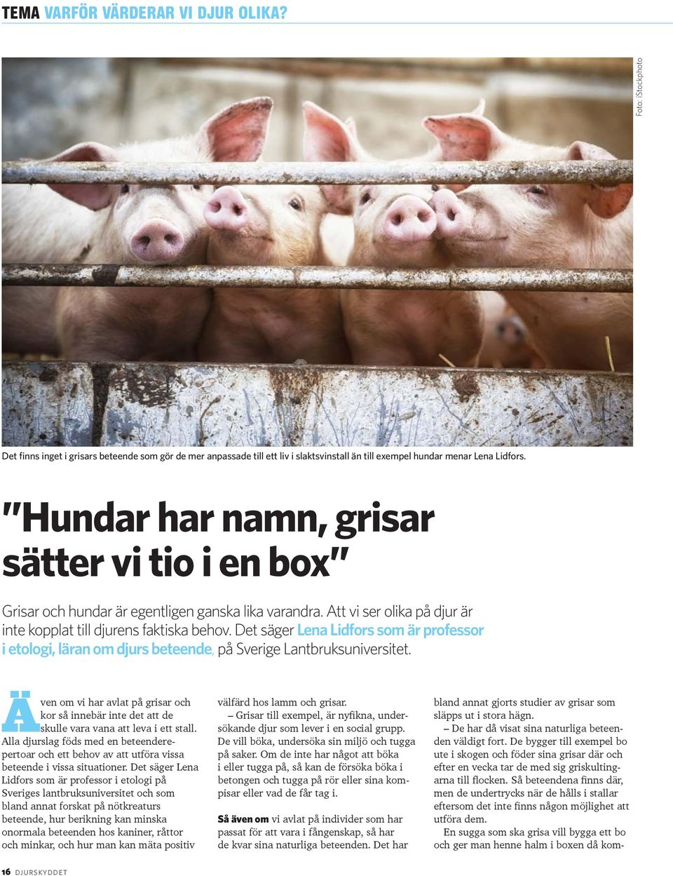 Det säger Lena Lidfors som är professor i etologi, läran om djurs beteende, på Sverige Lantbruksuniversitet.
