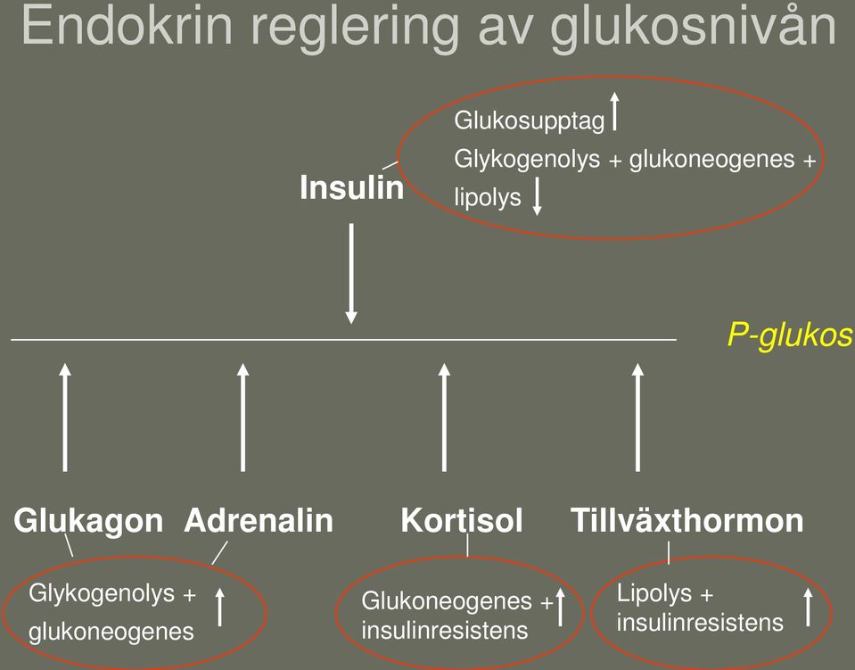 Adrenalin Kortisol Tillväxthormon Glykogenolys +