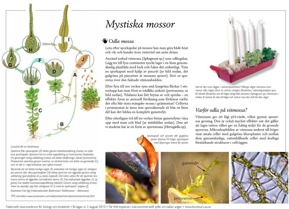 Protonemat utvecklas genom inverkan av växthormoner och bildar en gametofyt (C), som är det vi i regel betraktar som själva mossan.