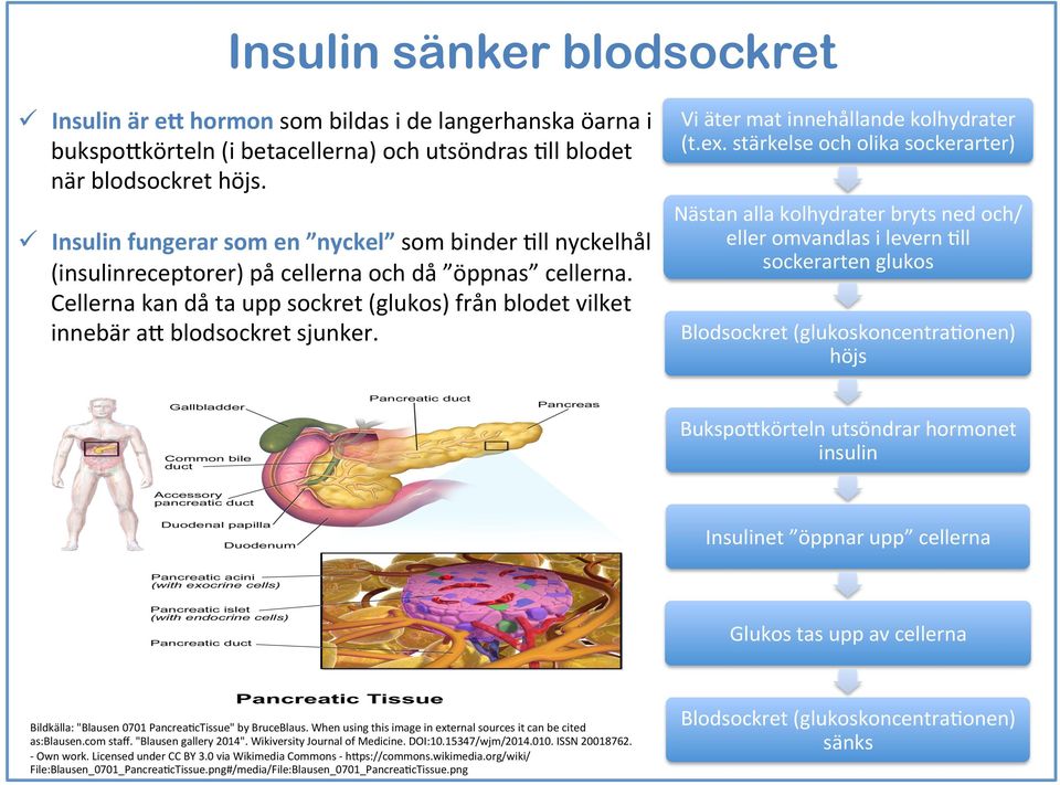 ü Insulin fungerar som en nyckel som binder ll nyckelhål (insulinreceptorer) på cellerna och då öppnas cellerna.