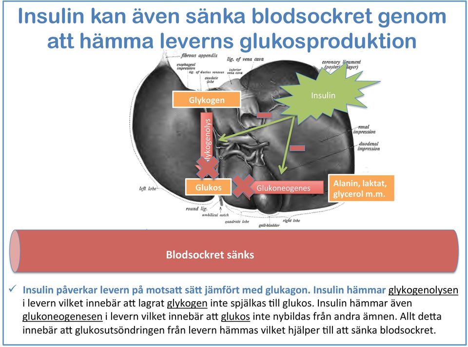 Insulin hämmar glykogenolysen i levern vilket innebär a; lagrat glykogen inte spjälkas -ll glukos.