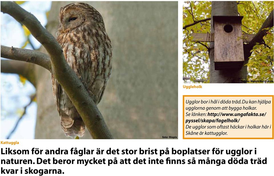 se/ pyssel/skapa/fagelholk/ De ugglor som oftast häckar i holkar här i Skåne är kattugglor.