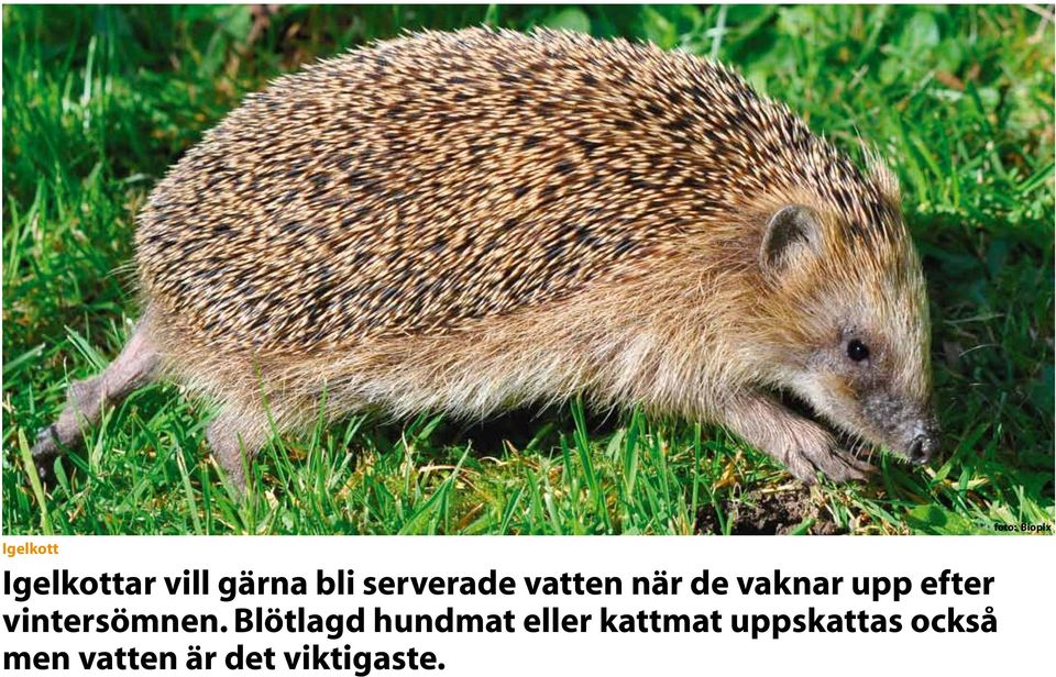 Blötlagd hundmat eller kattmat uppskattas