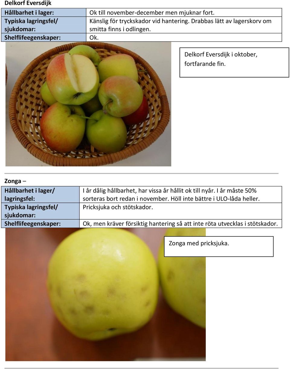 Zonga Hållbarhet i lager/ lagringsfel: Typiska lagringsfel/ sjukdomar: I år dålig hållbarhet, har vissa år hållit ok till nyår.