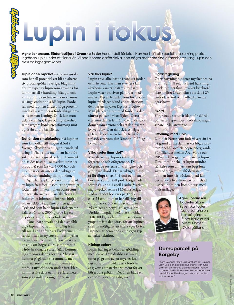 Lupin är en mycket intressant gröda som har all potential att bli en alternativ proteingröda i Sverige.