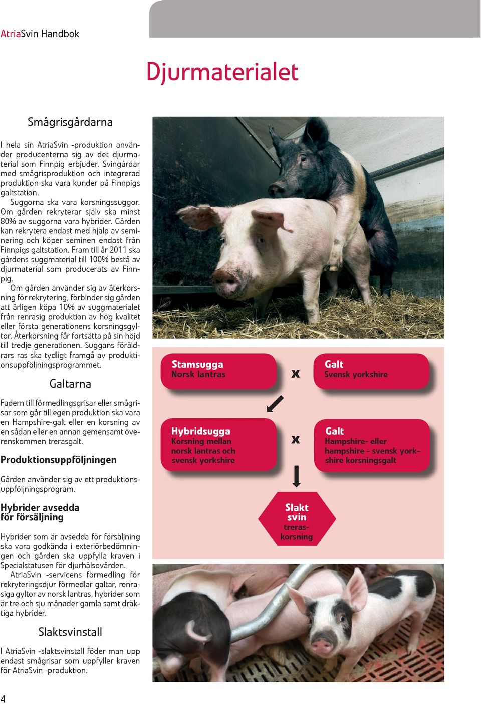 Om gården rekryterar själv ska minst 80% av suggorna vara hybrider. Gården kan rekrytera endast med hjälp av seminering och köper seminen endast från Finnpigs galtstation.