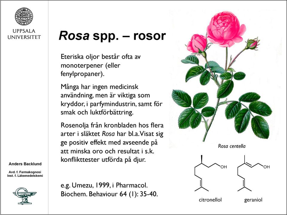Rosenolja från kronbladen hos flera arter i släktet Rosa har bl.a. Visat sig ge positiv effekt med avseende på att minska oro och resultat i s.