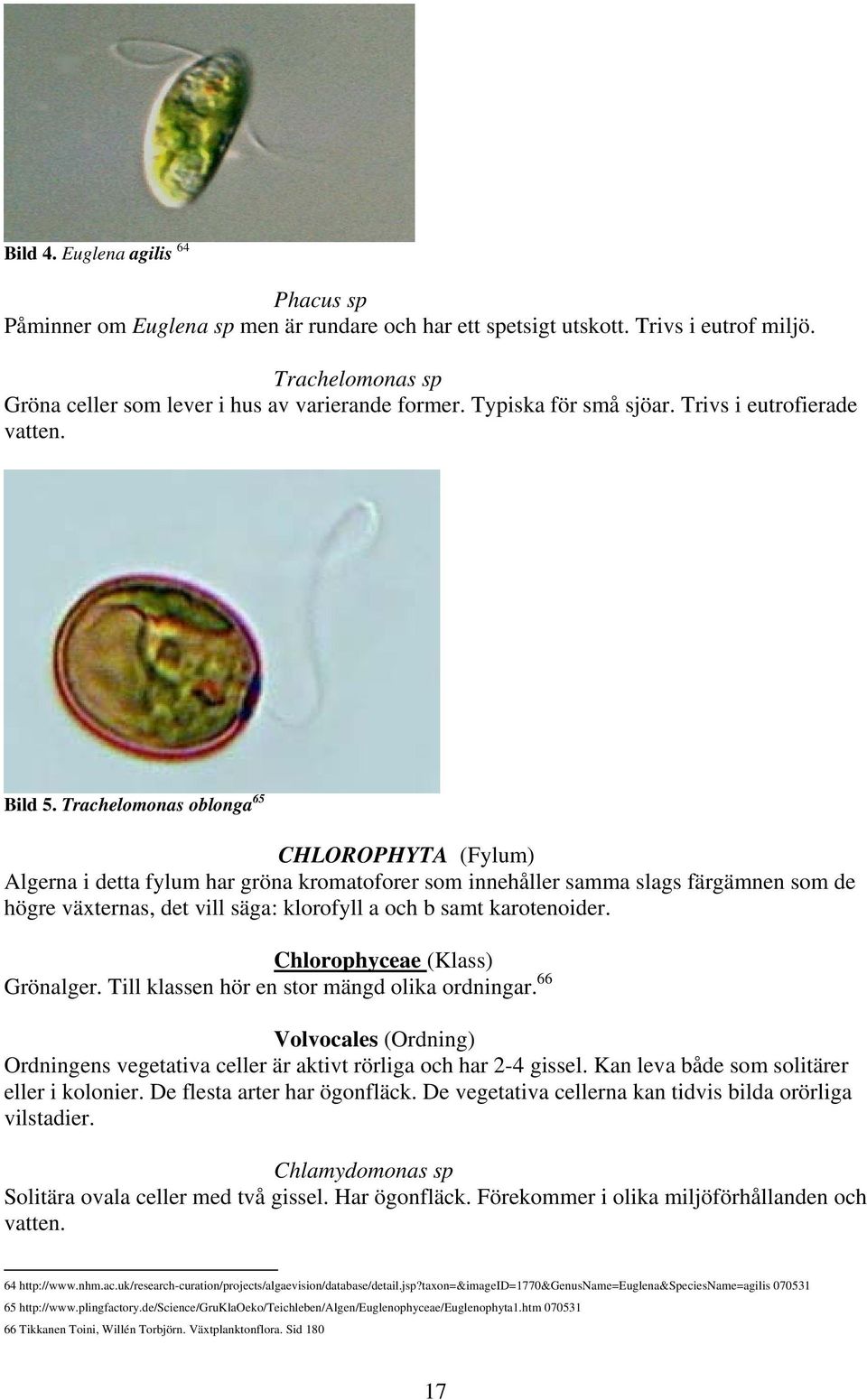 Trachelomonas oblonga 65 CHLOROPHYTA (Fylum) Algerna i detta fylum har gröna kromatoforer som innehåller samma slags färgämnen som de högre växternas, det vill säga: klorofyll a och b samt