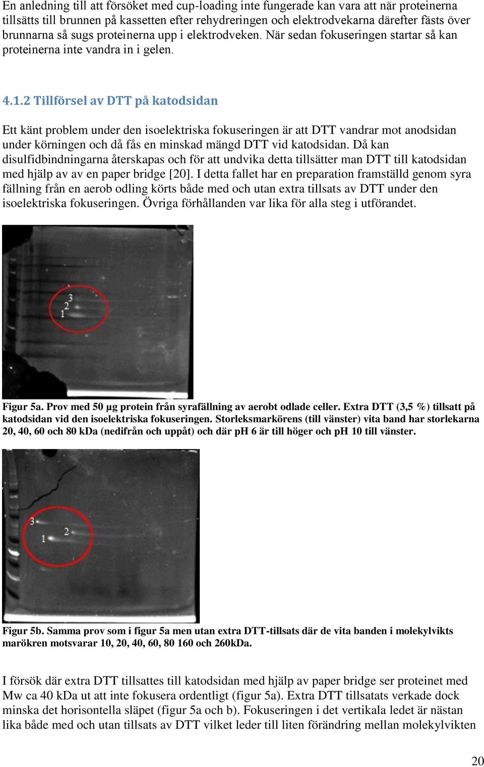 2 Tillförsel av DTT på katodsidan Ett känt problem under den isoelektriska fokuseringen är att DTT vandrar mot anodsidan under körningen och då fås en minskad mängd DTT vid katodsidan.