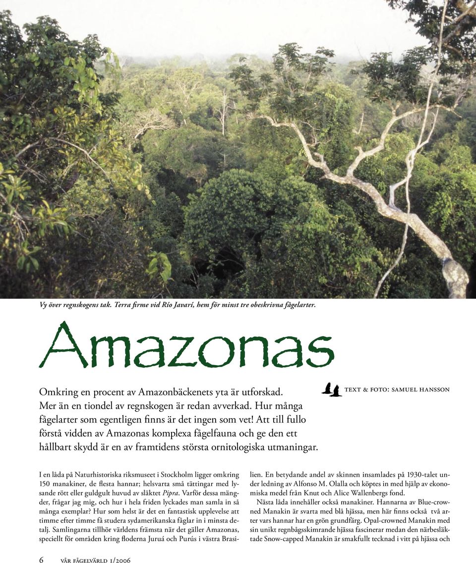 Att till fullo förstå vidden av Amazonas komplexa fågelfauna och ge den ett hållbart skydd är en av framtidens största ornitologiska utmaningar.