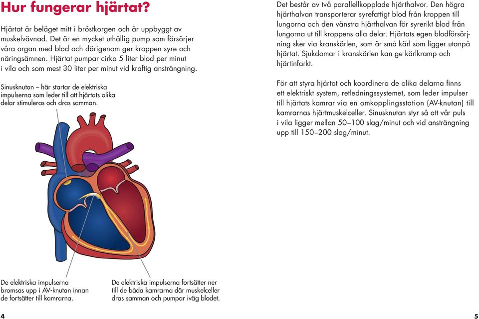 Hjärtat pumpar cirka 5 liter blod per minut i vila och som mest 30 liter per minut vid kraftig ansträngning.